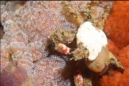 crab on tunicates