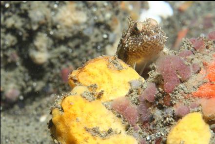 sculpin and yellow sponge