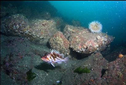 copper rockfish and fish-eating anemone