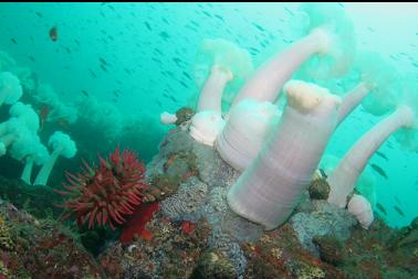 fish-eating and plumose anemones