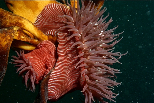 brooding anemones on stalked kelp