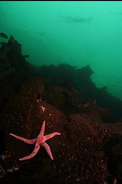 seastar on bottom kelp