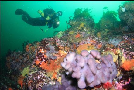 purple tunicate colony