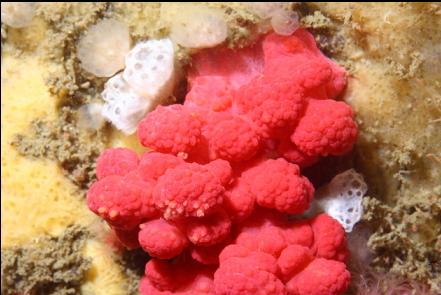 closed-up soft coral