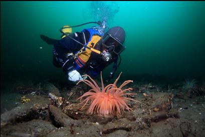 crimson anemone at 100 feet