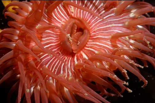 brooding anemone