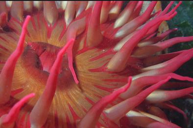 fish-eating anemone