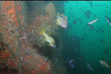 rockfish near bottom of wall