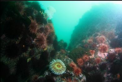 urchins and anemone near second wall