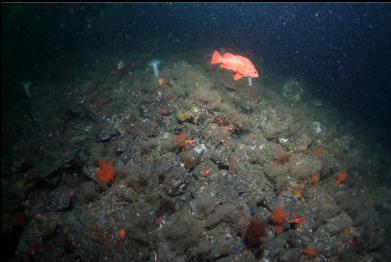 vermilion rockfish at base of wall