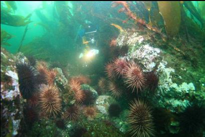 urchins under kelp 30 feet deep