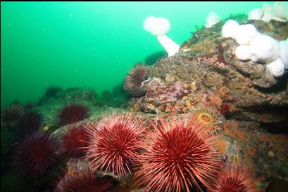 anemones and urchins