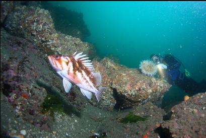 copper rockfish at base of slope