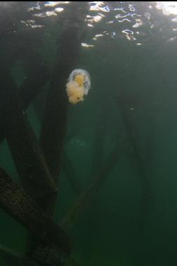 jellyfish near entry point