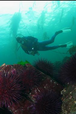 urchins 30 feet deep