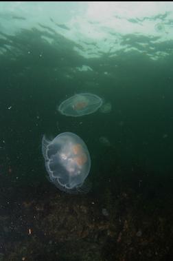 moon jellies and plankton