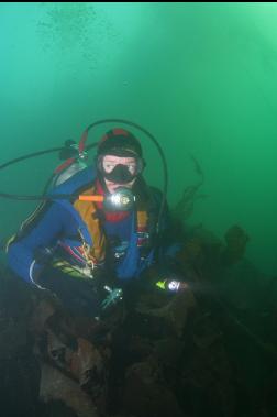 swimming down over the bottom kelp