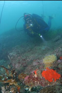 anemone and encrusting sponge on natural reef