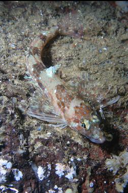some kind of sculpin