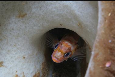 copper rockfish in boot sponge