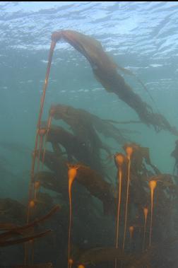 young bull kelp
