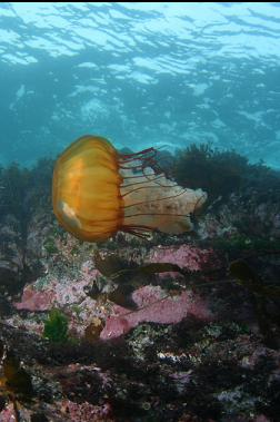 sea nettle near surface