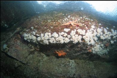anemones near surface