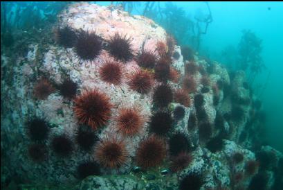 wall of urchins in shallows