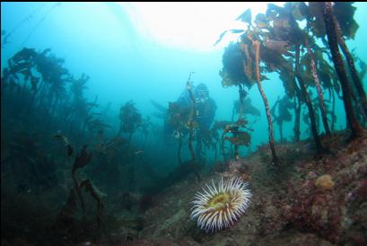fish-eating anemone and stalked kelp