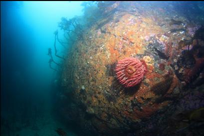 fish-eating anemone near narrow canyon 20 feet deep