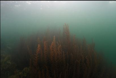 sargassum seaweed in shallows