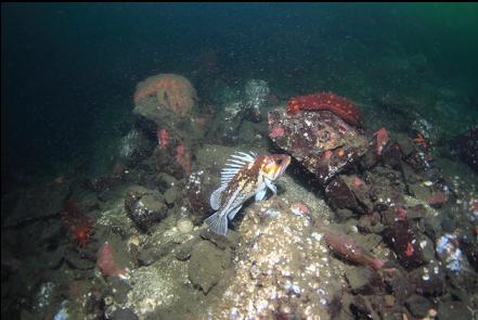 copper rockfish 80 feet deep