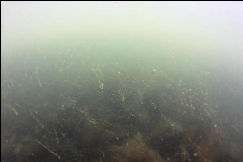 visibility in the shallows