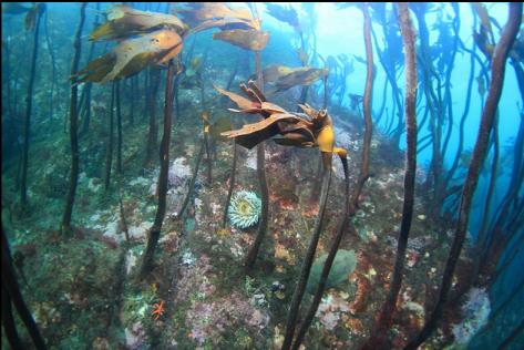 stalked kelp near shore