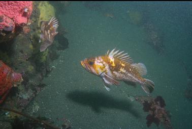 copper rockfish at base of reef