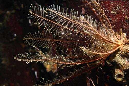 small feather star
