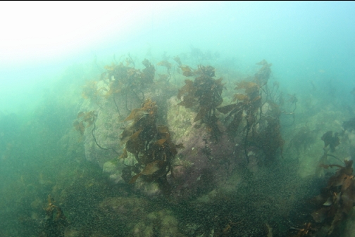 boulder and stalked kelp