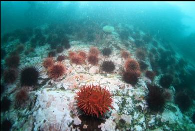 anemone and urchins on mainland wall