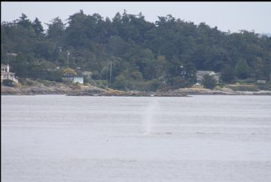 whale blowing outside Cadboro Bay
