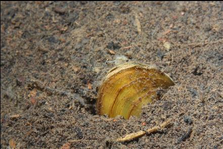 clam buried in the silt