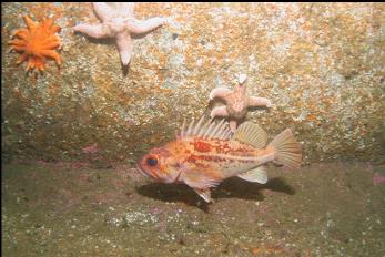 BROWN ROCKFISH ON BOW OF WRECK