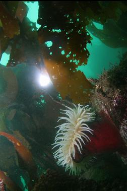fish-eating anemone under kelp
