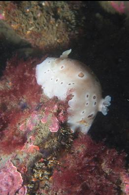 nudibranch in shallows