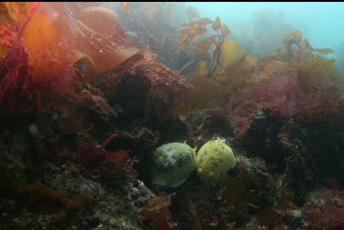 nudibranchs in kelp