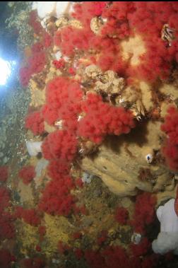 soft corals and sponges