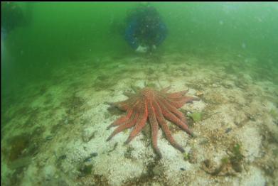 another sunflower star on sand