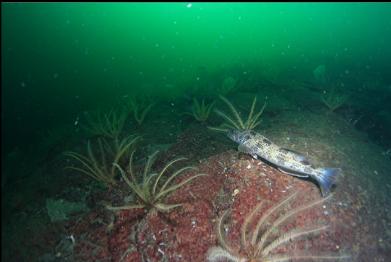 lingcod and feather stars