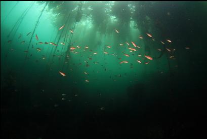 juvenile yellowtail rockfish under kelp