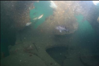rockfish and perch near rudder