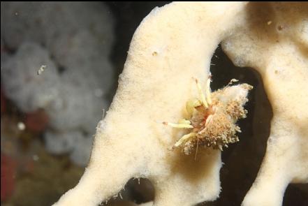 hermit crab on a sponge
